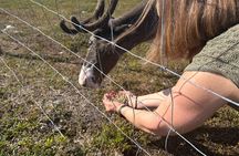 Short Reindeer Feeding Experience in Hammerfest