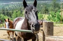 Scenic 2 Hour Horseback Ride in Rocky Mountain National Park