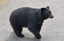 Private Van Wildlife Tour