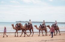 Darwin: Beach Camel Ride at Mindil Beach
