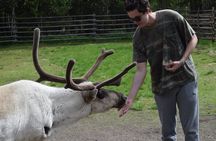 Arctic Reindeer Hike Experience - Rovaniemi