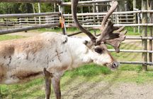 Arctic Reindeer Hike Experience - Rovaniemi