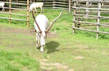 Arctic Reindeer Hike Experience - Rovaniemi