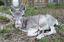 Arctic Reindeer Hike Experience - Rovaniemi