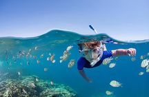 Roatan private Snorkeling Adventure monkey Sloth west Bay Beach.