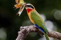 Full Day Kruger Safari including Entrance Fees