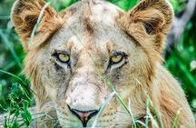 Full Day Kruger Safari including Entrance Fees