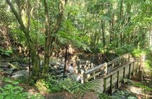 Fully Private Rainforest & Beach Tour + Boogieboarding Experience
