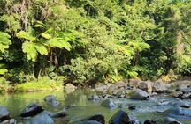 Fully Private Rainforest & Beach Tour + Boogieboarding Experience