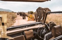 3-Hour Private Game Drive in Pilanesberg National Park