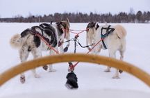 Husky Safari - Rovaniemi