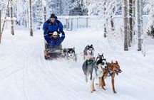 Husky Safari - Rovaniemi