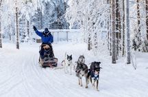 Husky Safari - Rovaniemi