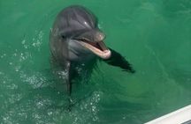 2 Hour Private Panama City Beach Dolphin Tour