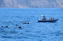 Coastal excursion with cetacean search island of La Palma