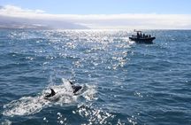 Coastal excursion with cetacean search island of La Palma