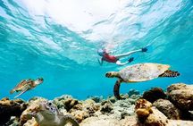 Snorkel with Turtles-Akumal Bay
