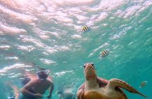 Snorkel with Turtles-Akumal Bay