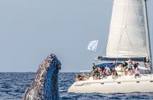 Whale Watching by sailing catamaran from Noumea