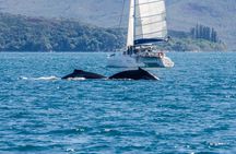 Whale Watching by sailing catamaran from Noumea