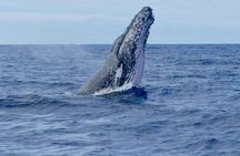 Whale Watching by sailing catamaran from Noumea