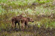 Anchorage to Whittier Cruise Transfer Tour with Port Drop-Off