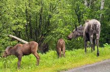 Anchorage to Whittier Cruise Transfer Tour with Port Drop-Off