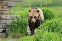 Anchorage to Whittier Cruise Transfer Tour with Port Drop-Off