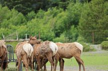 Anchorage to Whittier Cruise Transfer Tour with Port Drop-Off