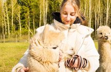 Private Alpaca Forest Walk Helsinki: Feeding, Photos,Hotel Pickup
