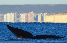 Whale Watching at El Doradillo Beach from Puerto Madryn
