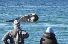 Whale Watching at El Doradillo Beach from Puerto Madryn