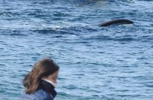 Whale Watching at El Doradillo Beach from Puerto Madryn