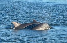 Dolphin watching and shelling boat tour