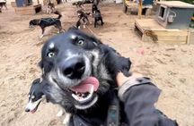 Summer Dog Sled Adventure in Willow Alaska
