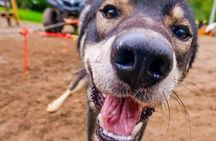 Summer Dog Sled Adventure in Willow Alaska