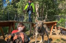 Fall Dog Sled Adventure in Willow Alaska