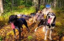Fall Dog Sled Adventure in Willow Alaska