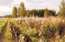 Fall Dog Sled Adventure in Willow Alaska
