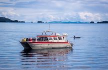 Whittier Glacier Wildlife Boat Tour
