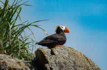 Whittier Glacier Wildlife Boat Tour