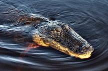 Miami Combo: Everglades Adventure and Sightseeing Tour