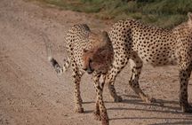 6 Days Wildlife and Scenic Safari in Kenya