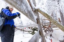 Arctic Combo, Huskies & Reindeer - Rovaniemi
