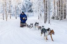 Arctic Combo, Huskies & Reindeer - Rovaniemi