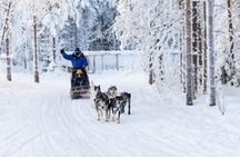 Arctic Combo, Huskies & Reindeer - Rovaniemi