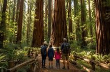 Otway Fly Treetop Walk Waterfalls and Redwood Tour from Melbourne
