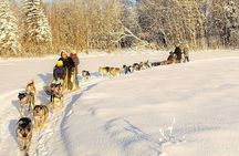 Winter Dog Sled Adventure in Willow Alaska
