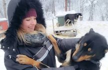 Winter Dog Sled Adventure in Willow Alaska