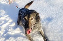 Winter Dog Sled Adventure in Willow Alaska